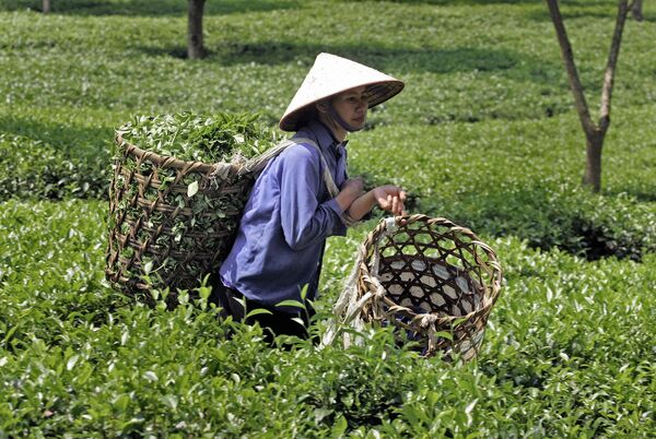Сбор чая во Вьетнаме - Sputnik Узбекистан