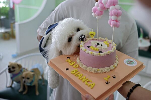 Собака Бланка празднует свой первый день рождения в собачьем кафе. - Sputnik Узбекистан