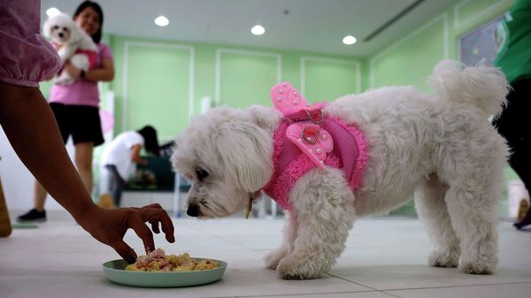 Собака ест торт во время празднования дня рождения  в Happy Bark Day кафе в Дубае - Sputnik Ўзбекистон