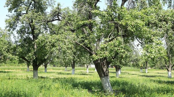 В Самарканде 100-летним грушевым деревьям присвоен статус государственного памятника природы. - Sputnik Узбекистан