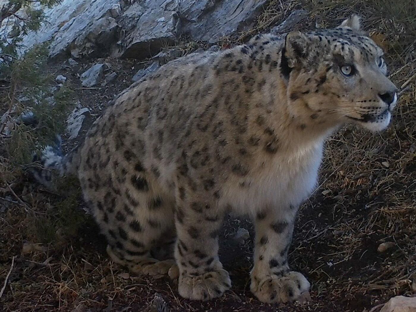 Jinsiy aloqada urgochi buzoq