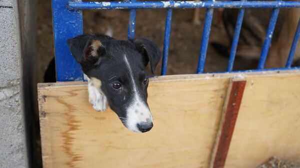 Спасенного щенка приютил сотрудник УИС в Павлодаре - Sputnik Узбекистан