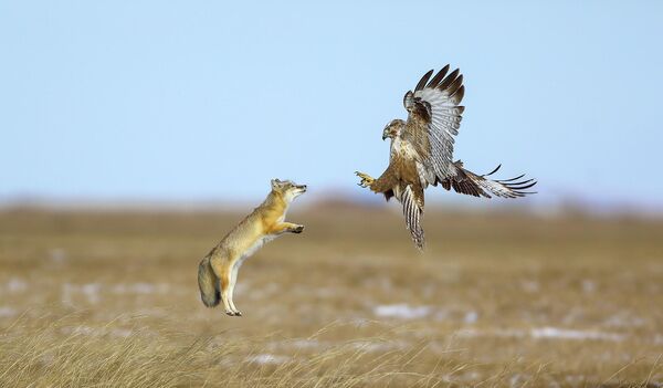 Схватка двух хищников. Снимок, ставший финалистом фотоконкурса Bird Photographer of the Year 2022.  - Sputnik Узбекистан
