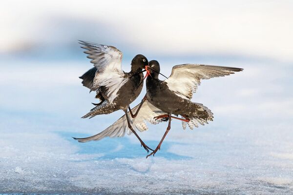Снимок &quot;Схватка&quot; норвежского фотографа Эрленда Хаарберга, ставший финалистом в категории &quot;Поведение птиц&quot; фотоконкурса Bird Photographer of the Year 2022.  - Sputnik Узбекистан