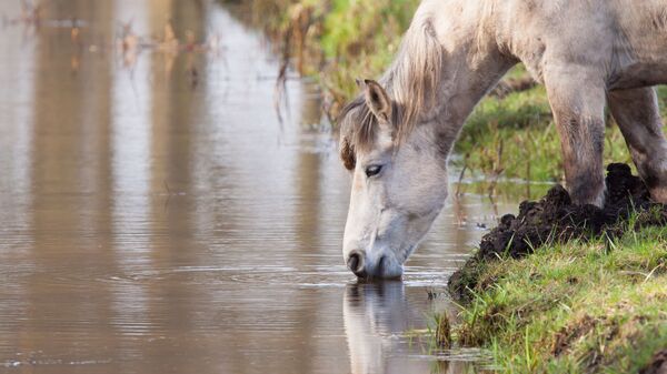 Лошадь и ее отражение в воде - Sputnik Узбекистан