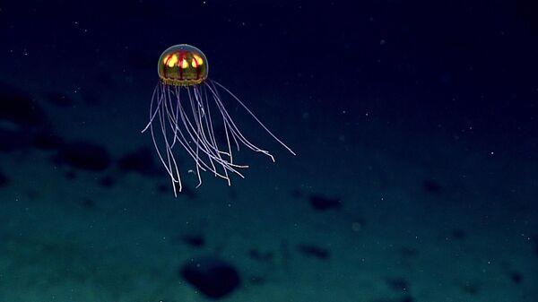 Биолюминесцентная медуза в Тихом океане у острова Сайпан - Sputnik Узбекистан