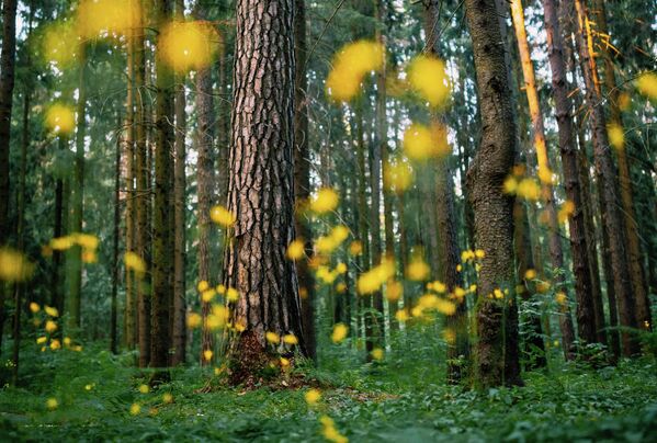 Вечерний лес с желтыми огнями множества светлячков. Световые сигналы взрослых особей светлячков предназначены для продолжения рода — &quot;перемигиваясь&quot;, самцы и самки &quot;разговаривают&quot; друг с другом, подбирая пару.  - Sputnik Узбекистан