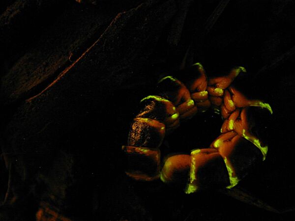 Светлячок Western Glowworm (Zarhipis integripennis).Особенность биолюминесцентных систем в том, что они не закреплялись эволюционно, а формировались в каждом случае независимо. Известно около 30 различных механизмов, обеспечивающих свечение. - Sputnik Узбекистан