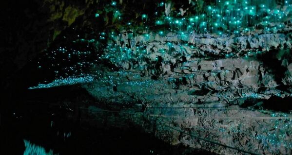 Пещера светлячков Te Anau в Новой Зеландии.Некоторые светлячки и некоторые улитки светятся желтым, а личинки фритсокрикса, жука, обитающего в Северной и Южной Америке, окрашиваются как в красный, так и в зеленовато-желтый цвет с точечным рисунком. - Sputnik Узбекистан