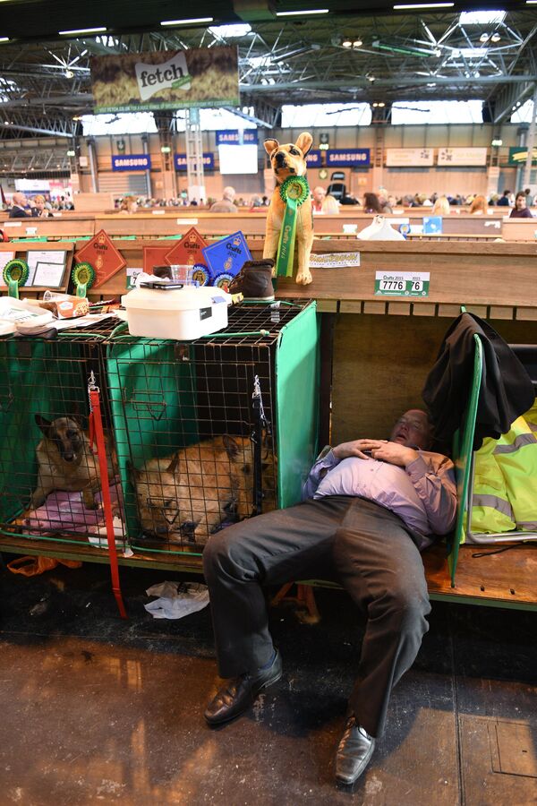 Мужчина спит в стойле рядом с бельгийскими овчарками во время второго дня выставки собак в Национальном выставочном центре в Англии, 6 марта 2015 года. - Sputnik Узбекистан
