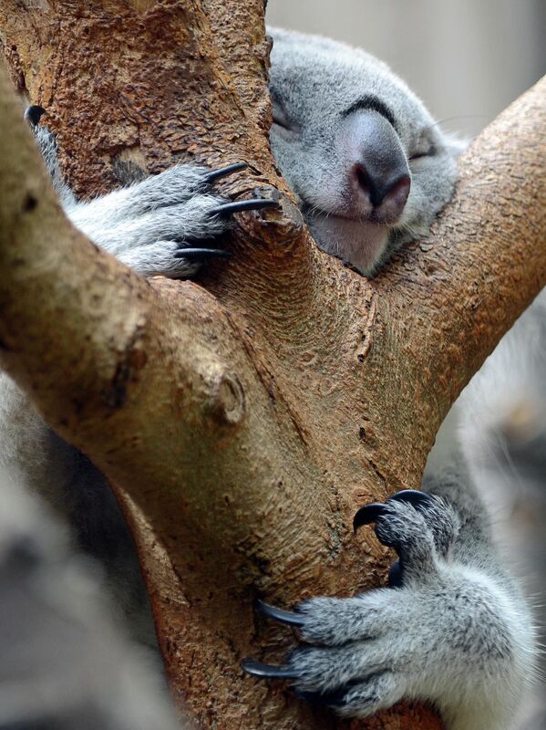 Коала спит на дереве в зоопарке в Германии, 1 августа 2013 года. - Sputnik Узбекистан