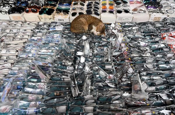 Кошка спит среди очков, выставленных на продажу в уличном киоске в Индонезии, 18 октября 2021 года. - Sputnik Узбекистан