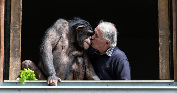 Владелец зоопарка Сен-Мартен ля Плен целует шимпанзе 17 мая 2021 года за два дня до открытия зоопарка и снятия общенационального карантина в Франции. - Sputnik Узбекистан