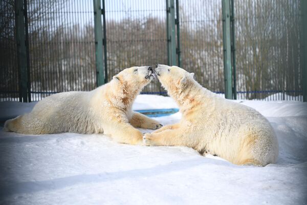 Белые медведи в центре воспроизводства редких видов животных Московского зоопарка - Sputnik Узбекистан