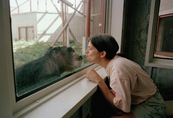Аспирантка факультета психологии Хизер Бартолет целует 27-летнюю самку шимпанзе Уошо через оконное стекло в Институте шимпанзе и человеческого общения — исследовательском проекте Центрального Вашингтонского университете в Элленсбурге, в рамках которого пятерых шимпанзе обучали говорить на языке жестов. 7 сентября 1993 года.  - Sputnik Узбекистан