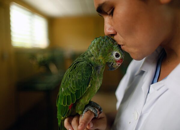 Татьяна Теран, ветеринар Центра спасения животных Национального зоопарка, целует попугая 30 июля 2011 года в Манагуа. В центр в среднем поступает тысяча животных в год, пострадавших от незаконного оборота. Впоследствии их возвращают в естественную среду обитания. - Sputnik Узбекистан