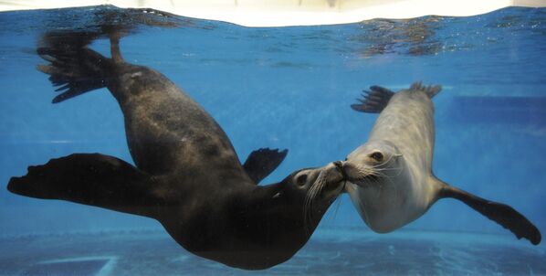 20-летние морские львы Поли (справа) и Хастл, целуются в воде во время тренировки в морском парке в Ноборибетсу, 4 февраля 2009 года. - Sputnik Узбекистан