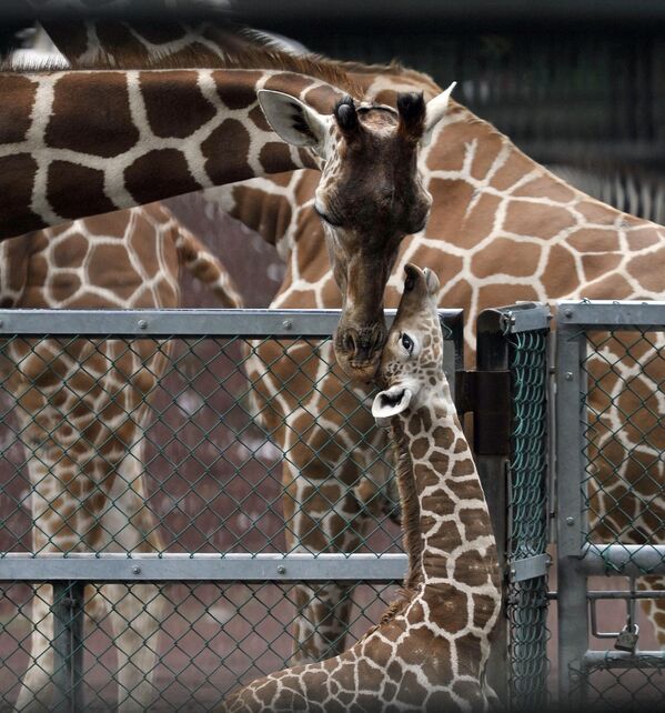 На этом снимке, сделанном 21 августа 2011 года, детеныш жирафа и его мать прижимаются друг к другу через проволочную сетку в своем вольере в зоологическом парке Тама в Токио. - Sputnik Узбекистан