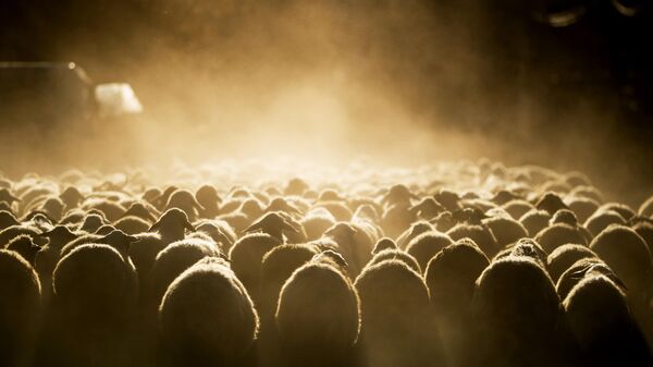 Стадо овец, архивное фото - Sputnik Ўзбекистон