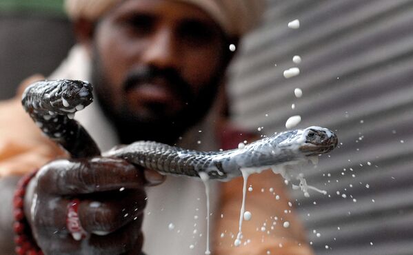 Заклинатель змей из Индии держит змей, пока другой человек наливает молоко. Во время фестиваля &quot;Нагапанчами&quot; предлагают молоко, бананы и кокосы змеям в надежде, что это защитит их от укусов змей в течение года. Джаландхар, 1 августа 2014 года. - Sputnik Узбекистан