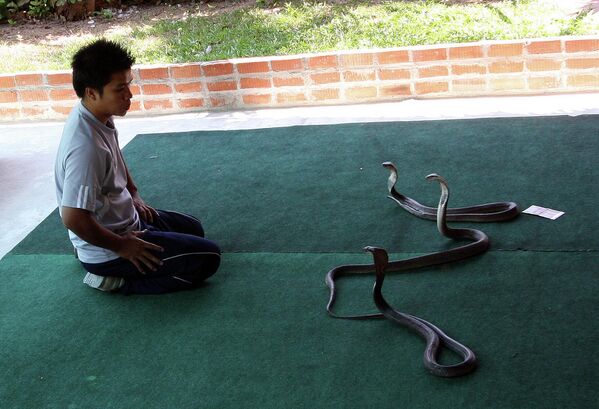 Змеиное шоу в Таиланде - Sputnik Узбекистан