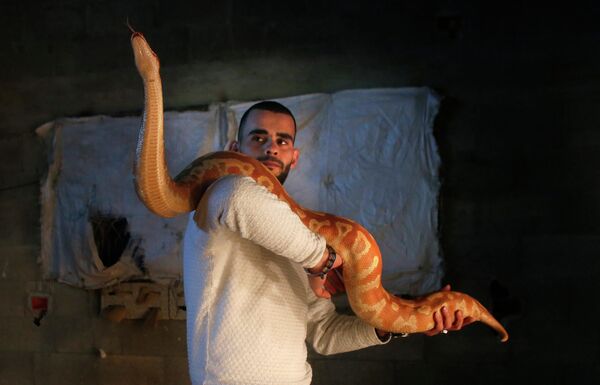 Палестинец Омар Ибрагим играет с питоном-альбиносом Молурусом в своем доме городе Наблус на Западном берегу, 10 февраля 2016 года. Он разводит более 40 видов редких змей в своем доме в течение последних пяти лет. - Sputnik Узбекистан