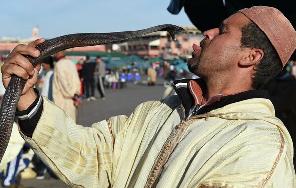 Заклинатель змей играет со змеей на площади Джамаа Эль-Фна в Марракеше, 27 декабря 2014 года. - Sputnik Узбекистан
