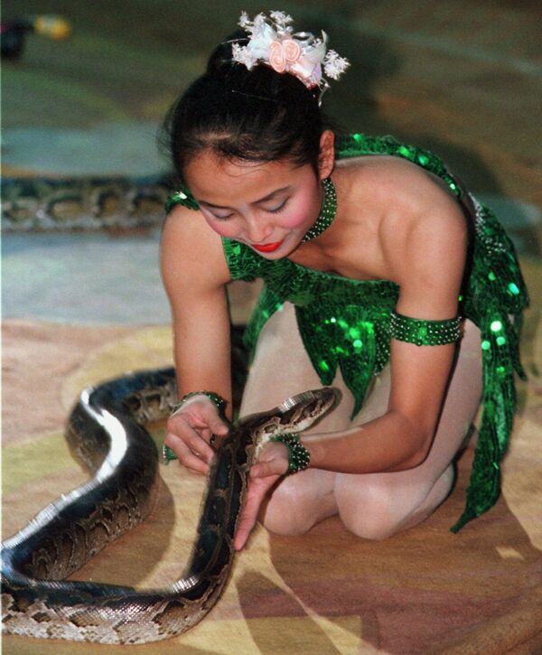 19-летняя Тху Ханг держит в руках змею во время выступления в Ханойском цирке, 8 января 1998 года. - Sputnik Узбекистан