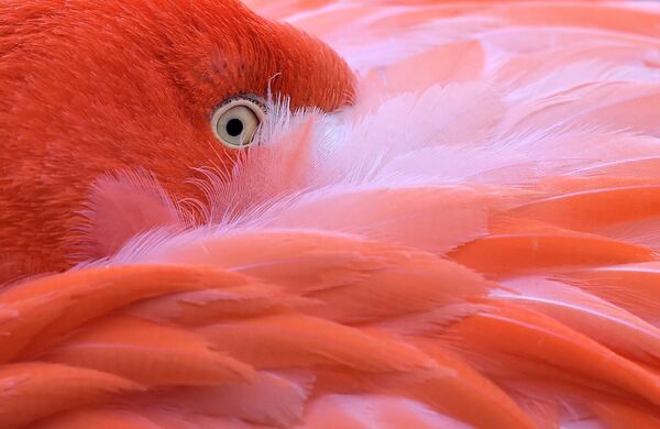 Koln hayvonot bog‘idagi flamingo, Germaniya - Sputnik O‘zbekiston