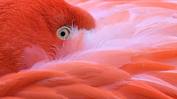 Flamingo prachet golovu v peryax v zooparke Kolna - Sputnik O‘zbekiston