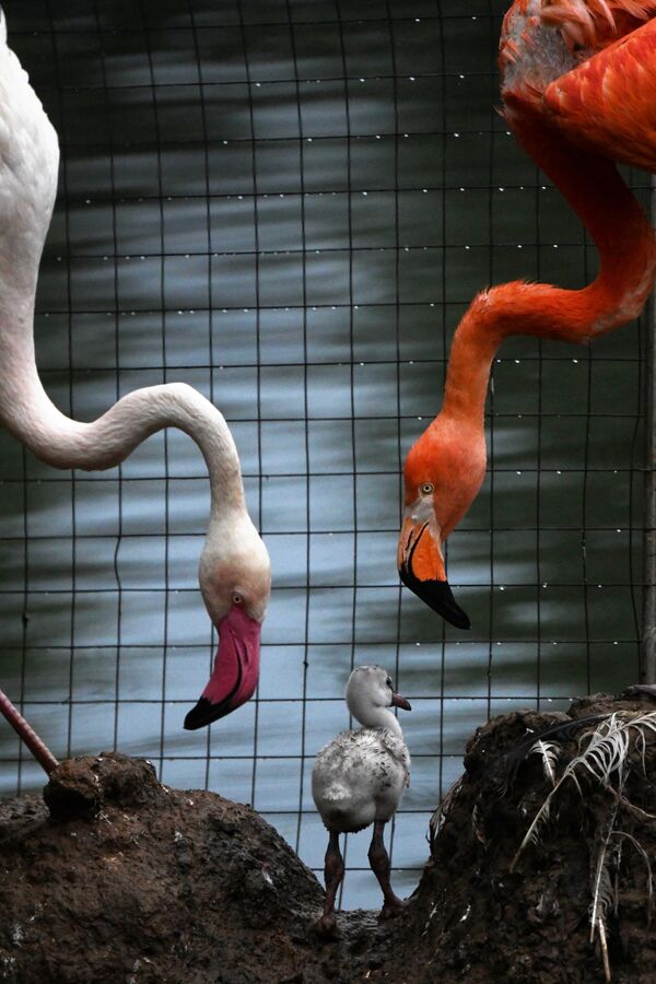 Moskva hayvonot bog‘idagi flamingolar - Sputnik O‘zbekiston