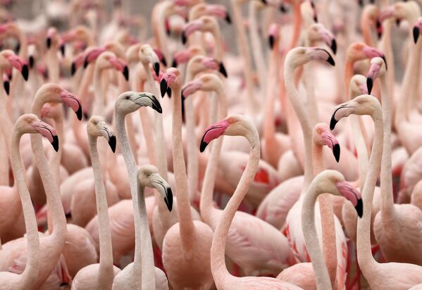 Dubaydagi Burj al Xalifa yaqinida to‘plangan flamingolar - Sputnik O‘zbekiston