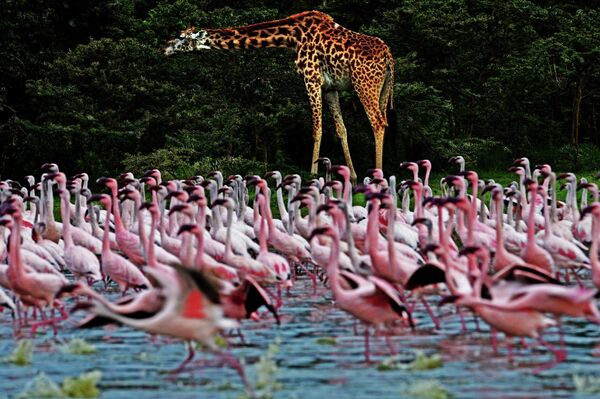 Keniyadagi ko‘ldagi flamingolar - Sputnik O‘zbekiston