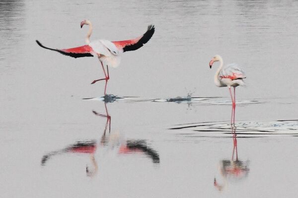 Larnakadagi pushtirang flamingolar, Kipr - Sputnik O‘zbekiston