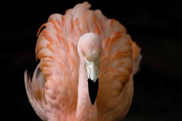 Berlin hayvonot bog‘idagi flamingo - Sputnik O‘zbekiston