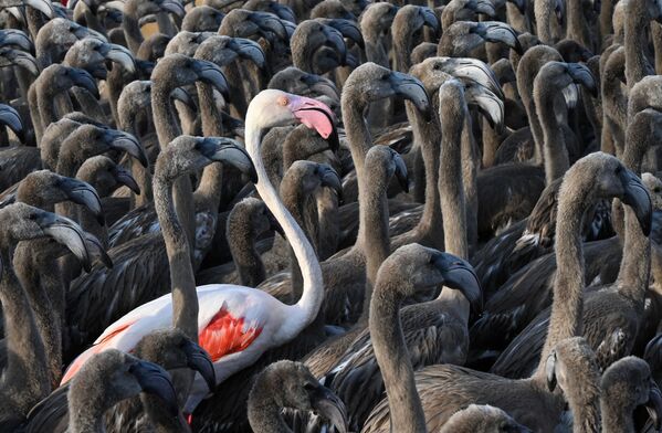Eg-Mortdagi flamingolar, Fransiya - Sputnik O‘zbekiston