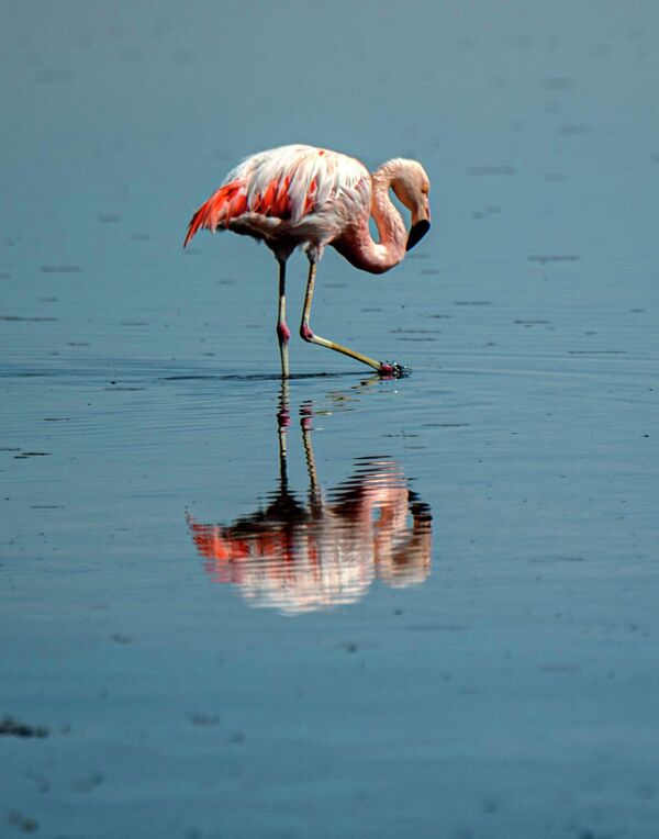 San-Pedro-de-Atakamadagr ko‘ldagi flamingo, Chili.  - Sputnik O‘zbekiston