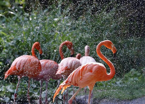 Parijdagi flamingolar, Fransiya.  - Sputnik O‘zbekiston
