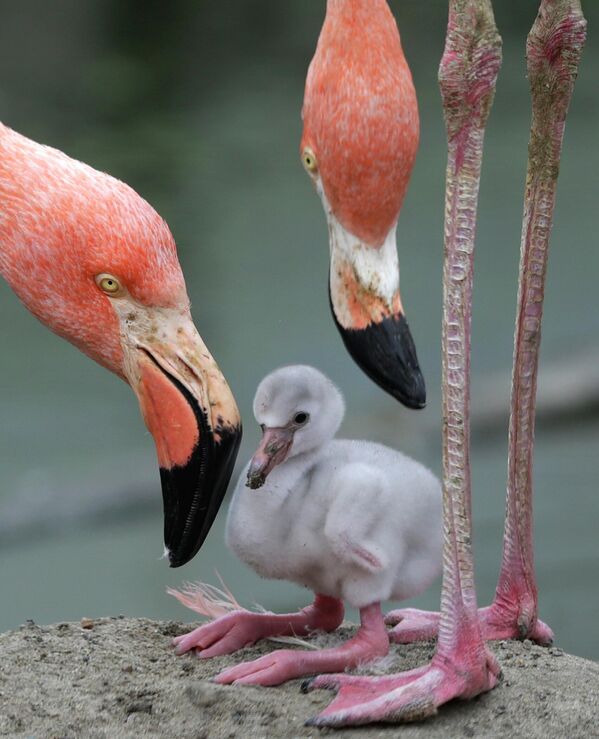 Massachusets shtatidagi flamingo oilasi, AQSh - Sputnik O‘zbekiston