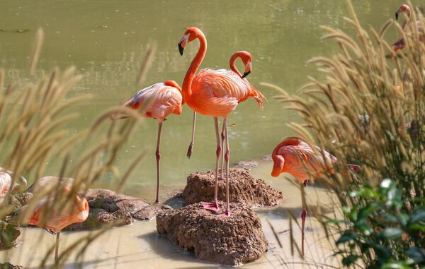 Fokuok oroligidagi VinPearl safari bog‘idagi flamingo, Vyetnam - Sputnik O‘zbekiston