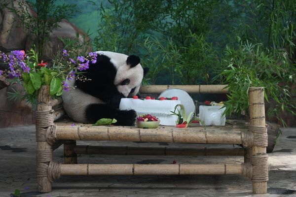 Панда с тортом, приготовленным со льдом, в зоопарке в Наньнине, Китай. - Sputnik Узбекистан
