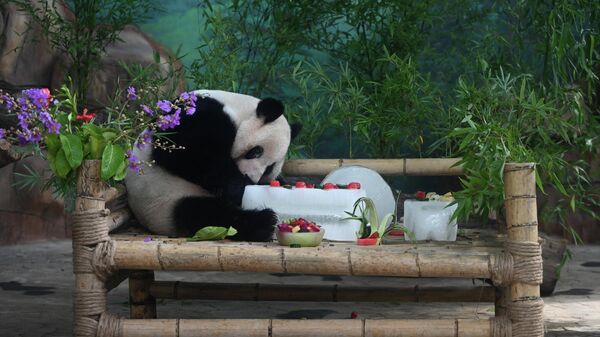 Панда с тортом, приготовленным со льдом, в зоопарке в Наньнине, Китай - Sputnik Узбекистан