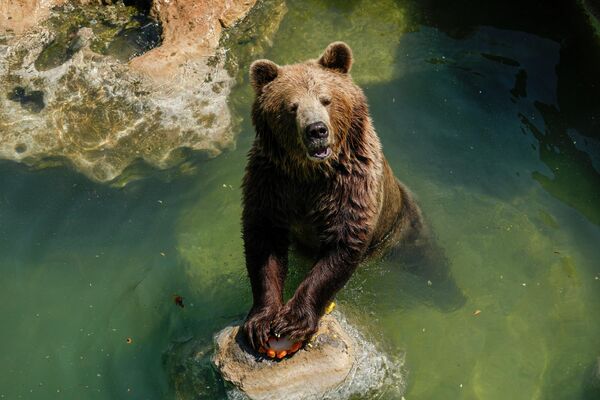 Евразийский бурый медведь держит фруктовую сосульку в Биопарко ди Рома в Риме, Италия. - Sputnik Узбекистан