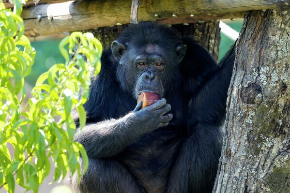 Шимпанзе с фруктовой сосулькой в зоопарке Рима, Италия. - Sputnik Узбекистан