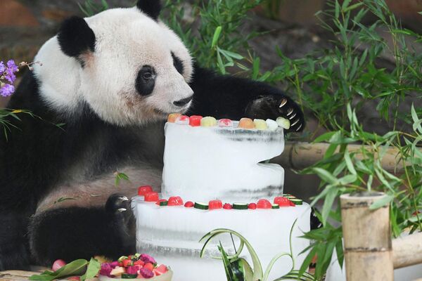 Панда с тортом, приготовленным со льдом, в зоопарке в Наньнине, Китай. - Sputnik Узбекистан