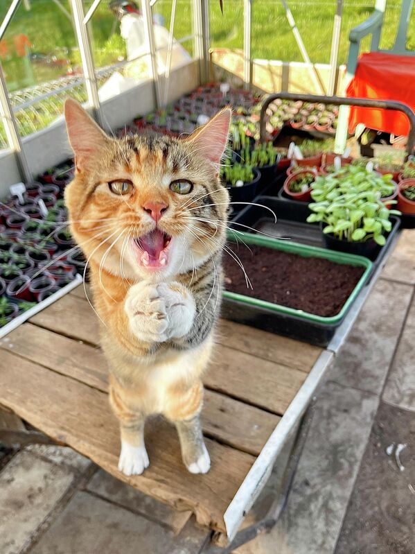 А этот кот помогает своей хозяйке в садовых работах. - Sputnik Узбекистан