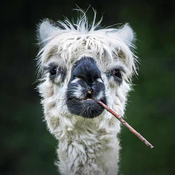 Эта альпака выглядит так, будто курит сигару, хотя на самом деле жует ветку молодого растения. - Sputnik Узбекистан