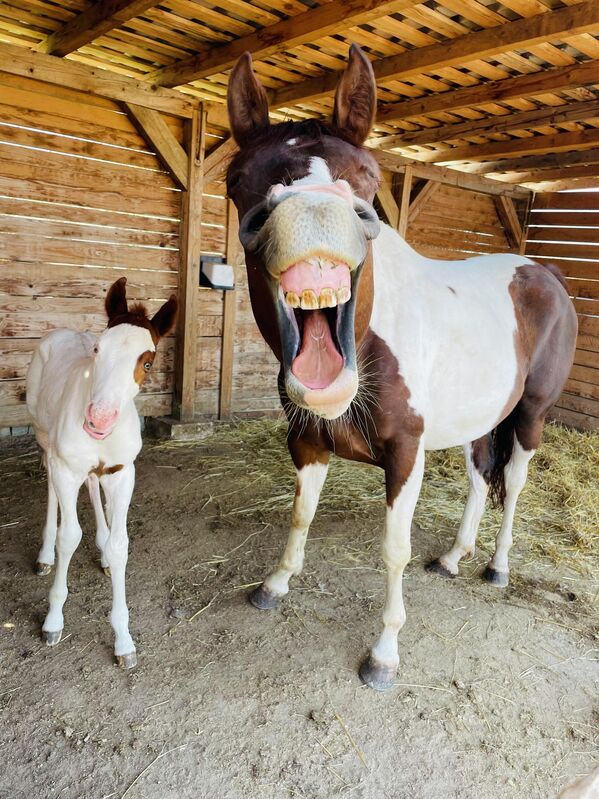 Радость материнства: счастливая мама-лошадь и ее сын Монти, которому исполнилось всего три дня. - Sputnik Узбекистан