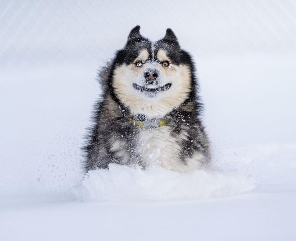 Ну а этот пес счастлив впервые видеть снег. - Sputnik Узбекистан