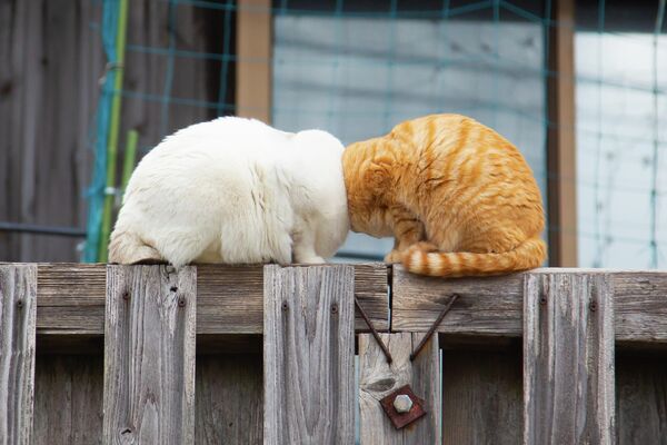 Вновь Япония. Возникает впечатление, что у этих котов нет голов, но на самом деле они пытаются &quot;помириться&quot; друг с другом. - Sputnik Узбекистан